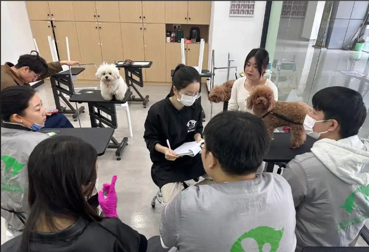 江门市宠物美容培训宠物美容培训学校 - 价格
